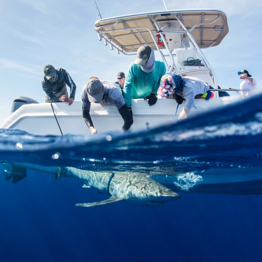 saving the blue - shark - sharks - shark research - shark course - marine biology - hammerhead - 501c3 - not for profit - bahamas - florida - shark certificate - nonprofit