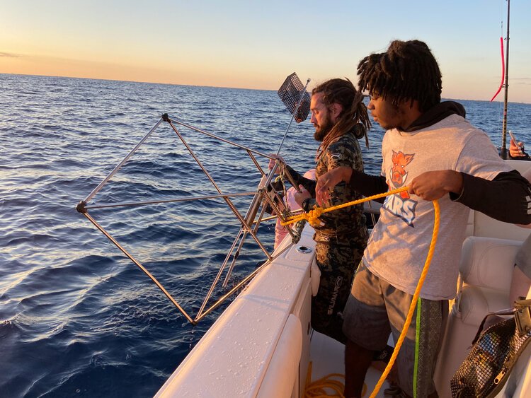 saving the blue - shark - sharks - shark research - shark course - marine biology - hammerhead - 501c3 - not for profit - bahamas - florida - shark certificate - nonprofit
