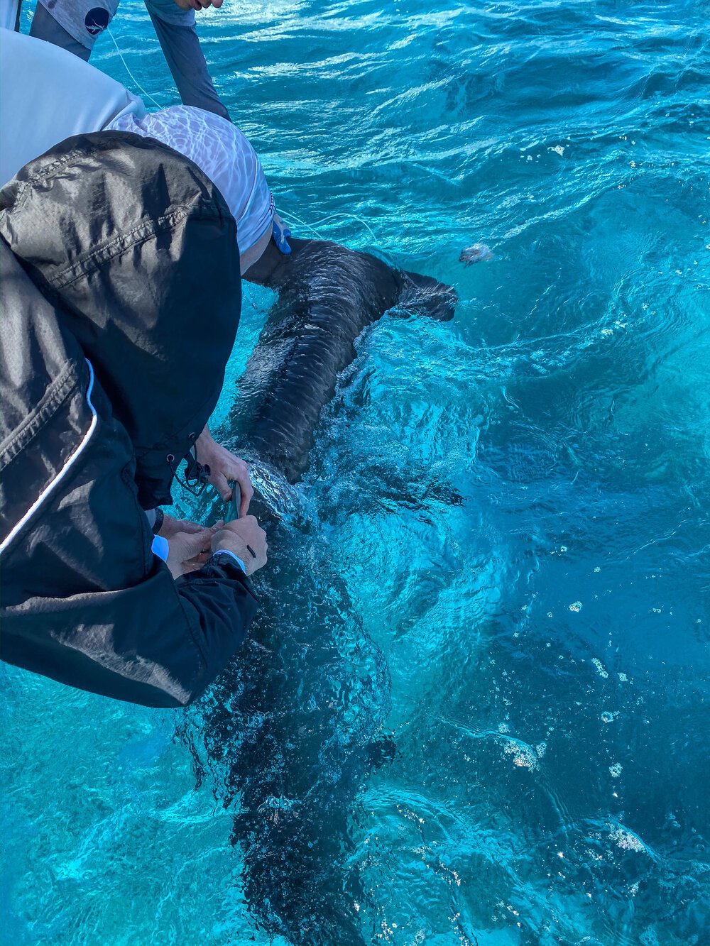 saving the blue - shark - sharks - shark research - shark course - marine biology - hammerhead - 501c3 - not for profit - bahamas - florida - shark certificate - nonprofit