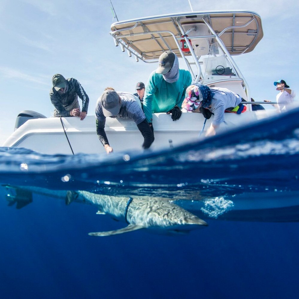 saving%2Bthe%2Bblue%2B-%2Btiger%2Bshark%2B-%2Blemon%2Bshark%2B-%2Bsilky%2Bshark%2B-sawfish%2B-%2Bsmalltooth%2Bsawfish%2B-%2B%2Bannie%2Bguttridge%2B-%2Bdr%2Btristan%2Bguttridge%2B-%2Bsilky%2Bsharks%2B-%2Bshark%2B-shark%2B-%2Bshark%2Bresearch%2B-%2Bscience%2B-%2Bmarine%2Bbiology%2B-%2Bhammerhead%2B-%2Bgreat%2Bhammerhead+%282%29.jpg