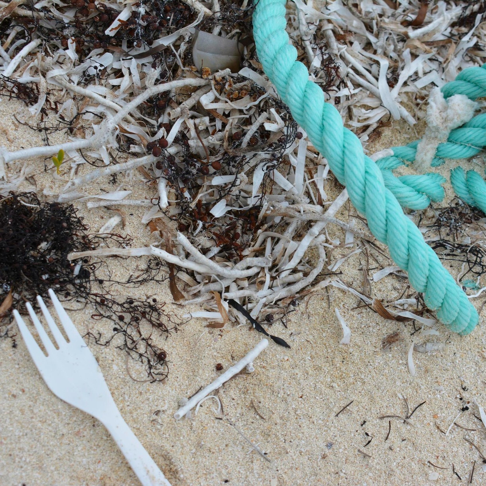 beach+clean-+saving+the+blue+-+silky+shark+-+annie+guttridge+-+dr+tristan+guttridge+-+silky+sharks+-+shark+-shark+-+shark+research+-+science+-+marine+biology+-+andros+-+bahamas+-+diving+-+diver+-+green+living+-+school+-+eco+tourism.jpg