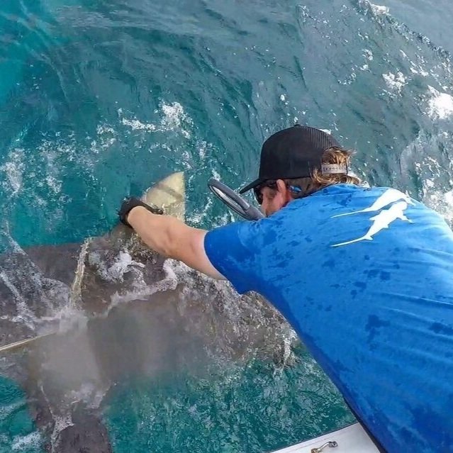 saving the blue - shark - sharks - shark research - marine biology - hammerhead - 501c3 - not for profit - shark clothing - shark t-shirt - nonprofit - shark week