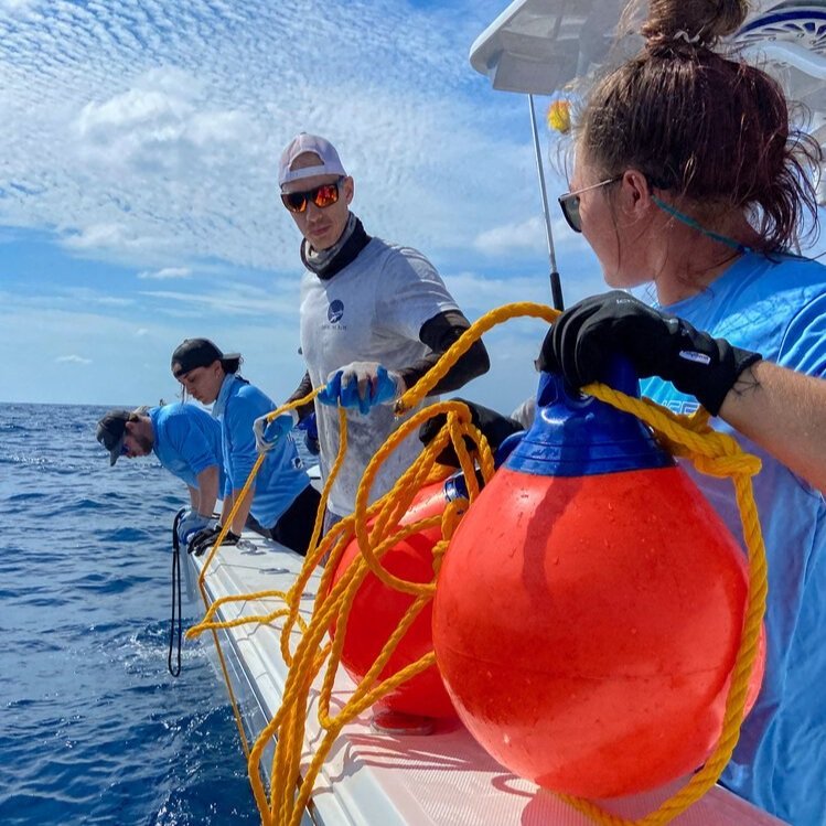 Phil Matich - Shark Research - Hammerhead - Saving the Blue - Shark - Shark Course - Online Learning - Marine Biology - Shark Tagging - Shark Tag - Lecture - Presentation - Great White - Sharks