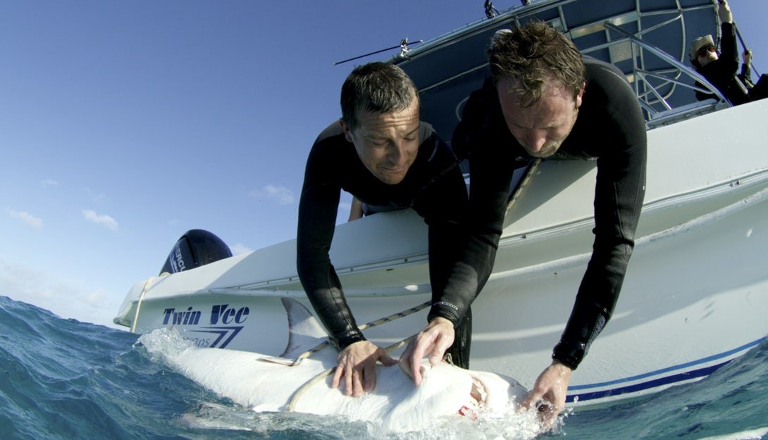 Tristan Guttridge - Shark Research - Hammerhead - Saving the Blue - Shark - Shark Course - Online Learning - Marine Biology - Shark Tagging - Shark Tag - Lecture - Presentation - Lemon Shark - Sharks