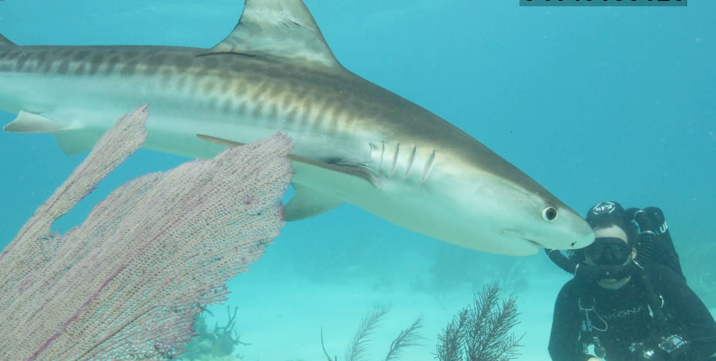 Tristan Guttridge - Shark Research - Hammerhead - Saving the Blue - Shark - Shark Course - Online Learning - Marine Biology - Shark Tagging - Shark Tag - Lecture - Presentation - Lemon Shark - Sharks