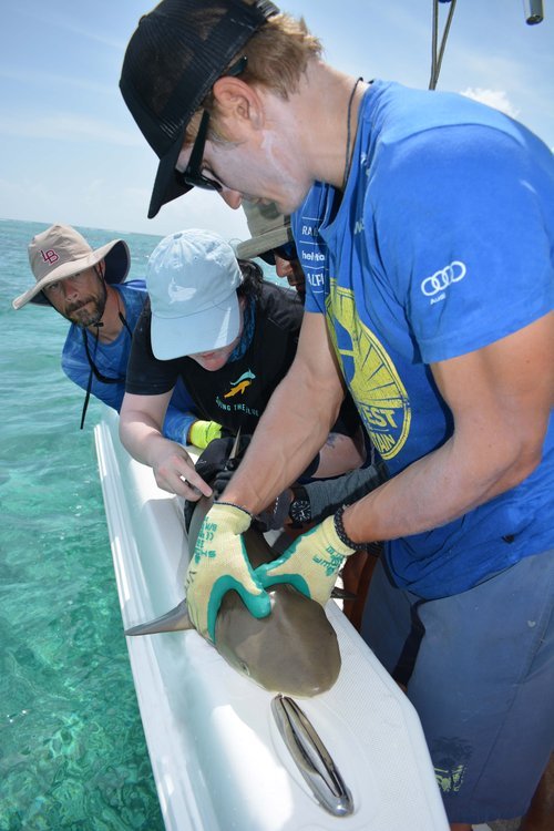 Vital Heim - Shark Research - Hammerhead - Saving the Blue - Shark - Shark Course - Online Learning - Marine Biology - Shark Tagging - Shark Tag - Lecture - Presentation - Great White Shark - Sharks