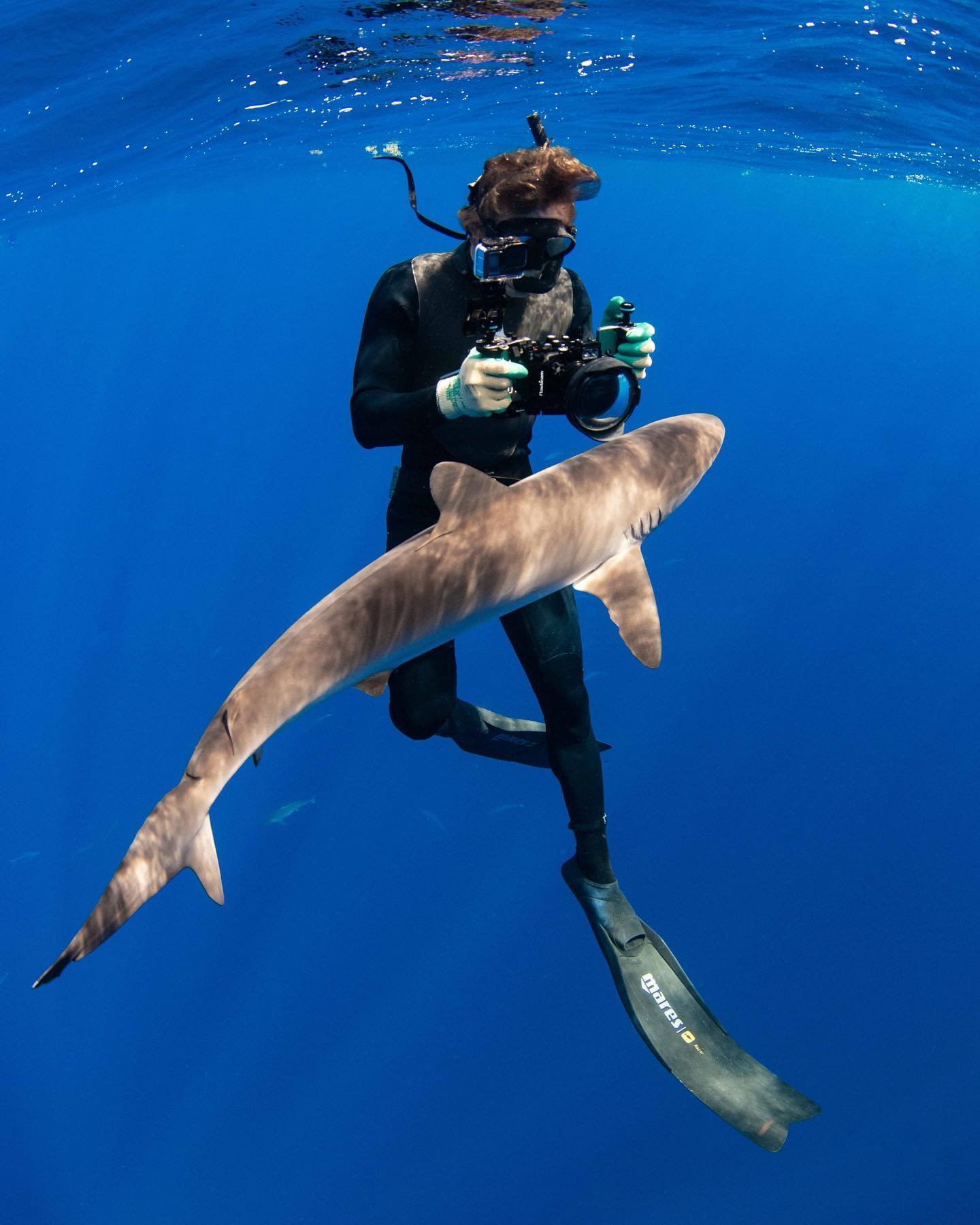 Vital Heim - Shark Research - Hammerhead - Saving the Blue - Shark - Shark Course - Online Learning - Marine Biology - Shark Tagging - Shark Tag - Lecture - Presentation - Great White Shark - Sharks