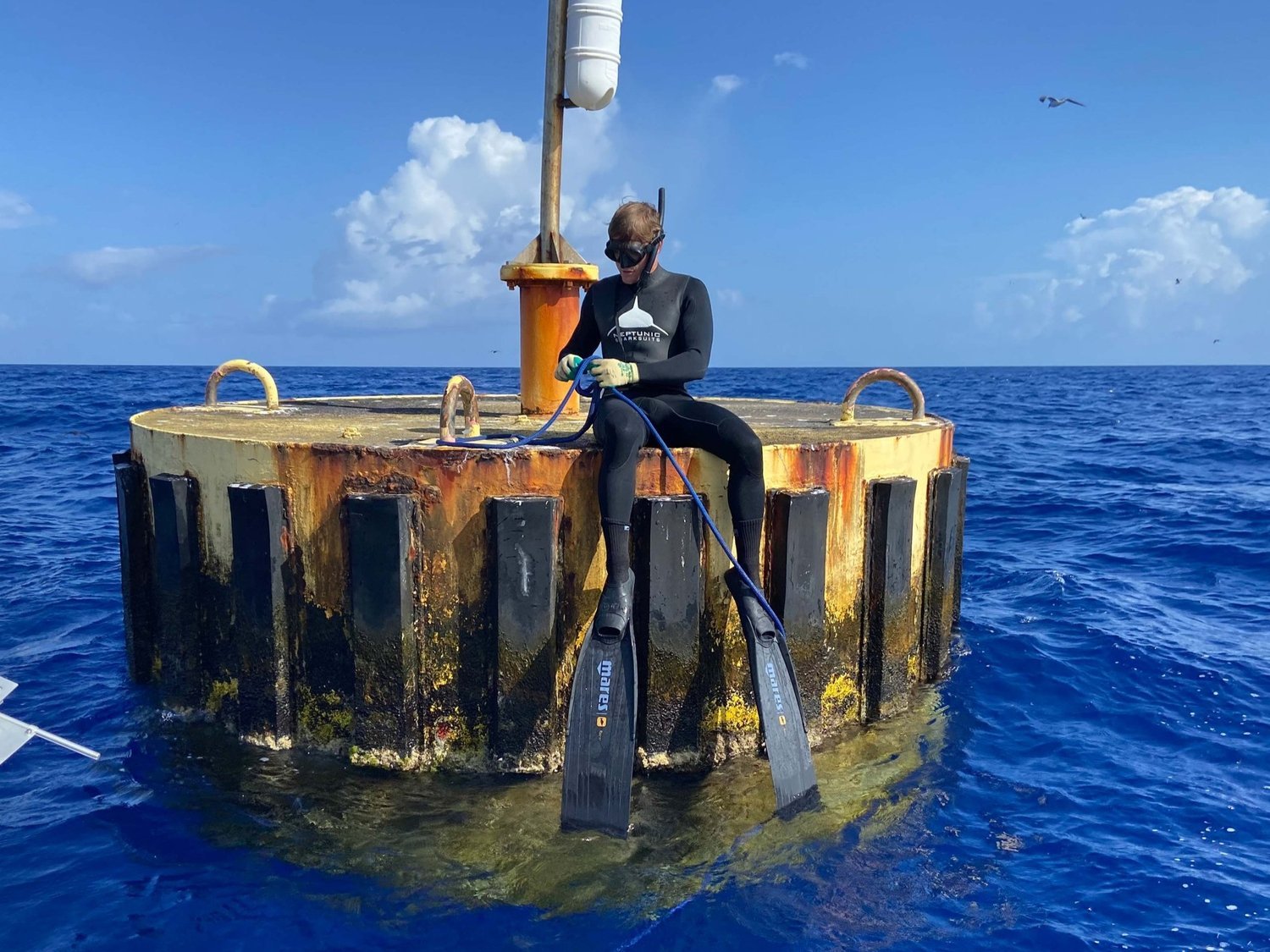 Vital Heim - Shark Research - Hammerhead - Saving the Blue - Shark - Shark Course - Online Learning - Marine Biology - Shark Tagging - Shark Tag - Lecture - Presentation - Great White Shark - Sharks