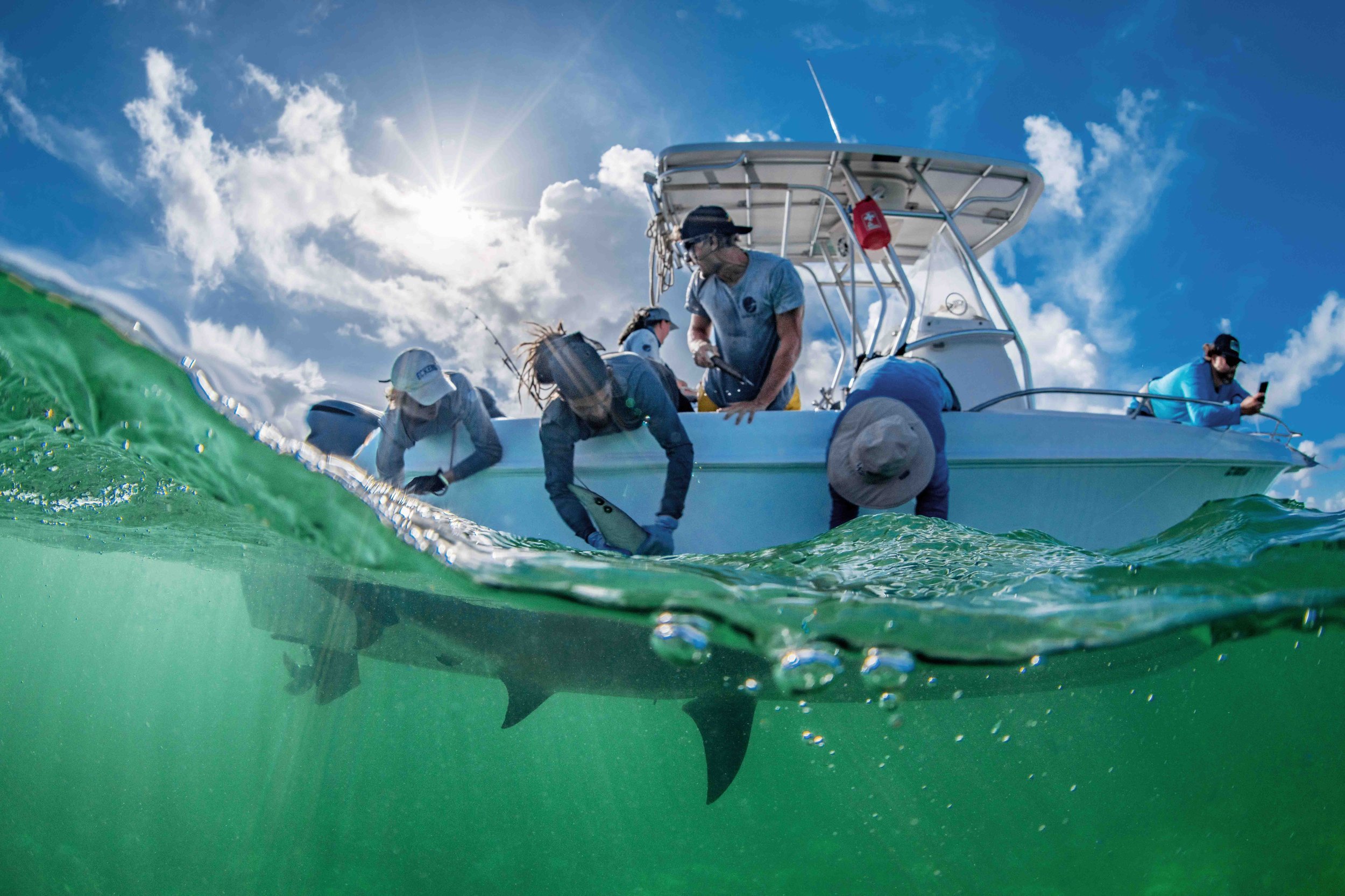 Vital Heim - Shark Research - Hammerhead - Saving the Blue - Shark - Shark Course - Online Learning - Marine Biology - Shark Tagging - Shark Tag - Lecture - Presentation - Great White Shark - Sharks