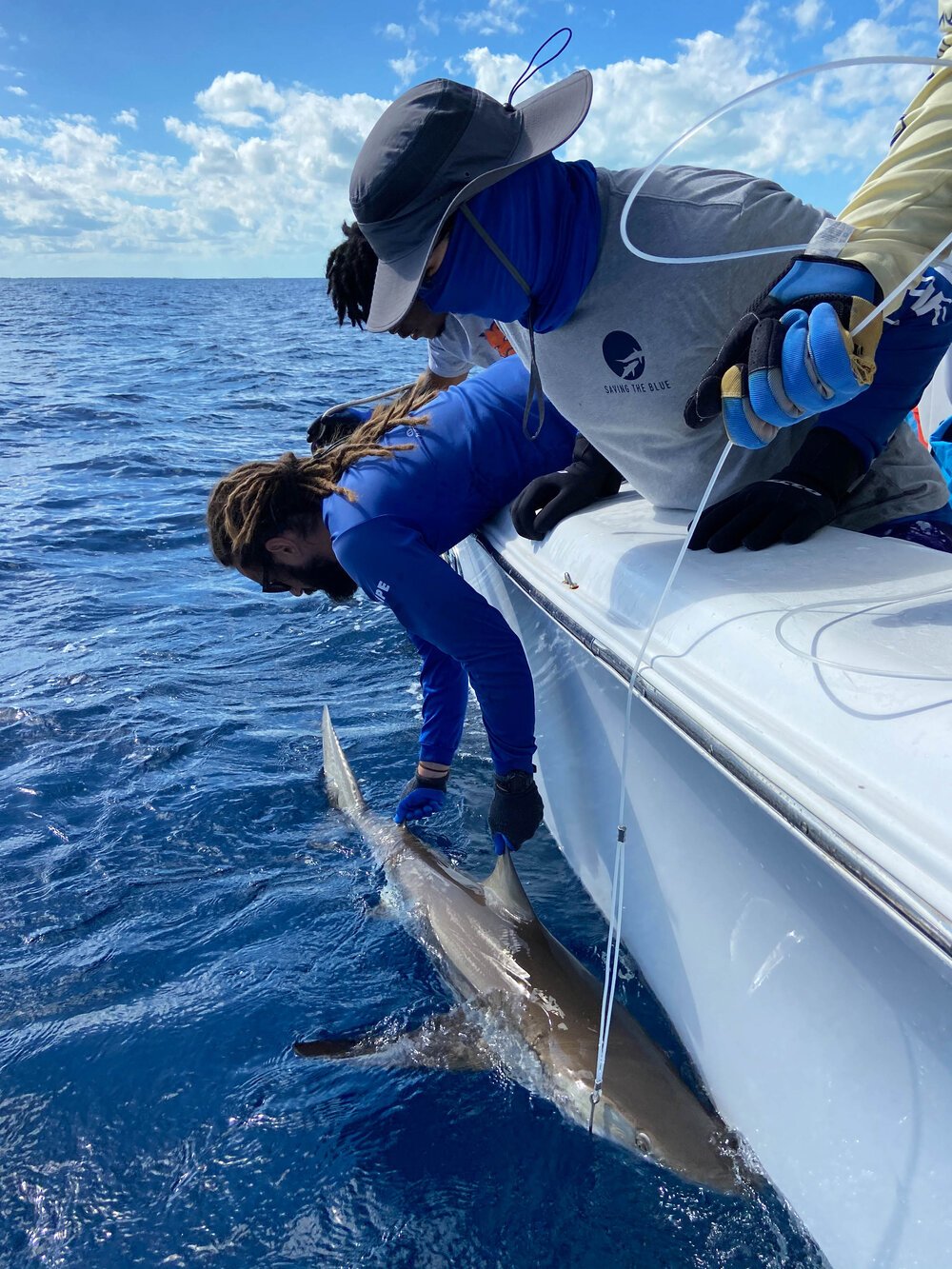 Bryan Keller - Shark Research - Hammerhead - Saving the Blue - Shark - Shark Course - Online Learning - Marine Biology - Shark Tagging - Shark Tag - Lecture - Presentation - Great White Shark - Sharks