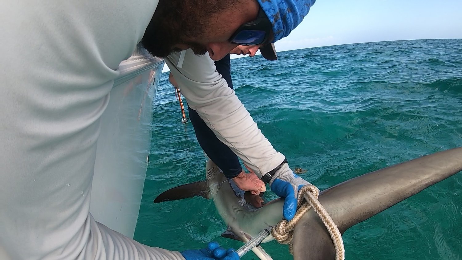 Bryan Keller - Shark Research - Hammerhead - Saving the Blue - Shark - Shark Course - Online Learning - Marine Biology - Shark Tagging - Shark Tag - Lecture - Presentation - Great White Shark - Sharks