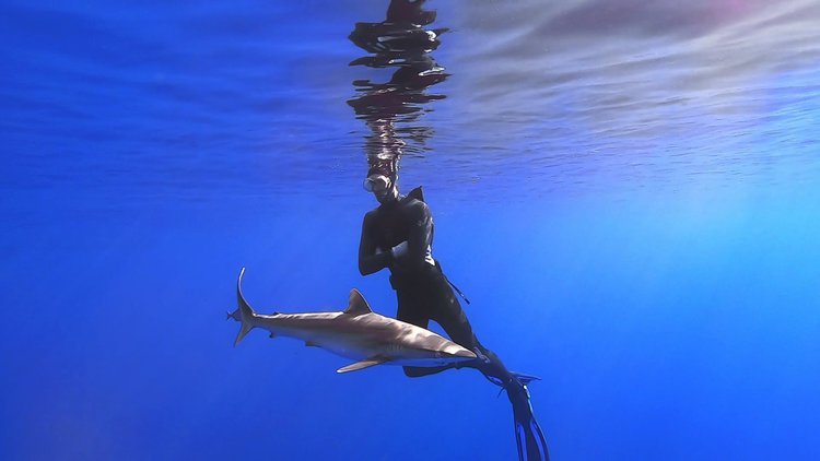 Phil Matich - Shark Research - Hammerhead - Saving the Blue - Shark - Shark Course - Online Learning - Marine Biology - Shark Tagging - Shark Tag - Lecture - Presentation - Great White - Sharks