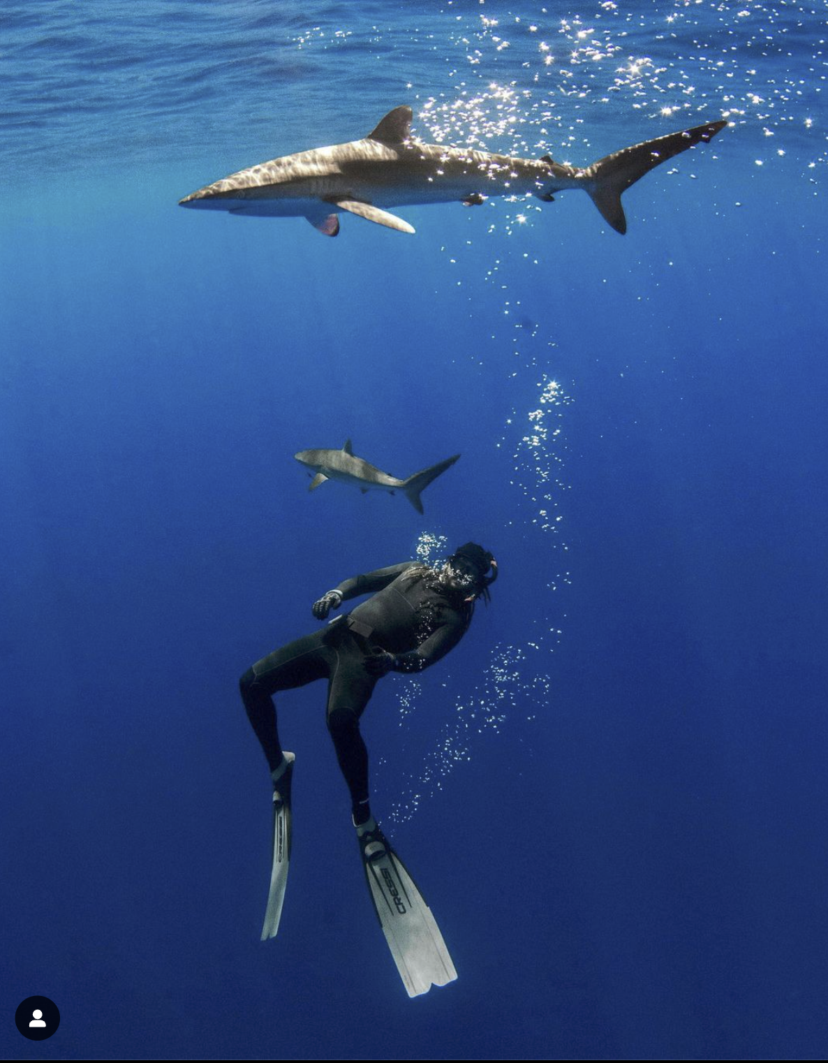 Bryan Keller - Shark Research - Hammerhead - Saving the Blue - Shark - Shark Course - Online Learning - Marine Biology - Shark Tagging - Shark Tag - Lecture - Presentation - Great White Shark - Sharks