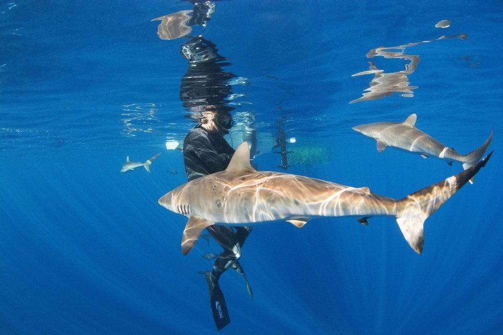 Tristan Guttridge - Shark Research - Hammerhead - Saving the Blue - Shark - Shark Course - Online Learning - Marine Biology - Shark Tagging - Shark Tag - Lecture - Presentation - Lemon Shark - Sharks