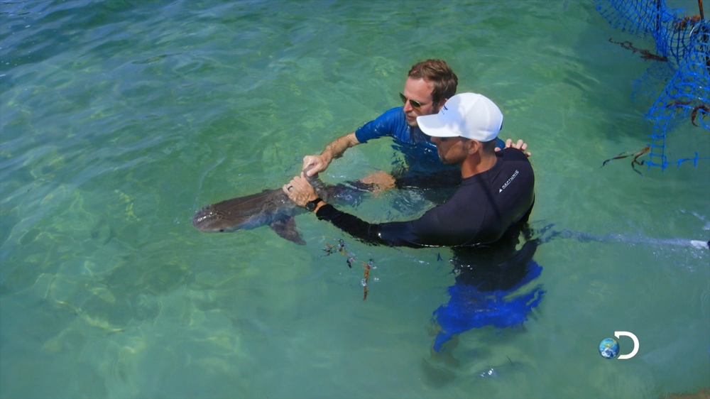 Tristan Guttridge - Shark Research - Hammerhead - Saving the Blue - Shark - Shark Course - Online Learning - Marine Biology - Shark Tagging - Shark Tag - Lecture - Presentation - Lemon Shark - Sharks