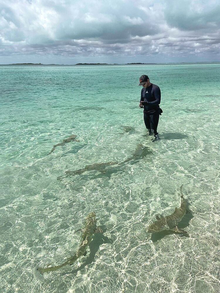 Tristan Guttridge - Shark Research - Hammerhead - Saving the Blue - Shark - Shark Course - Online Learning - Marine Biology - Shark Tagging - Shark Tag - Lecture - Presentation - Lemon Shark - Sharks