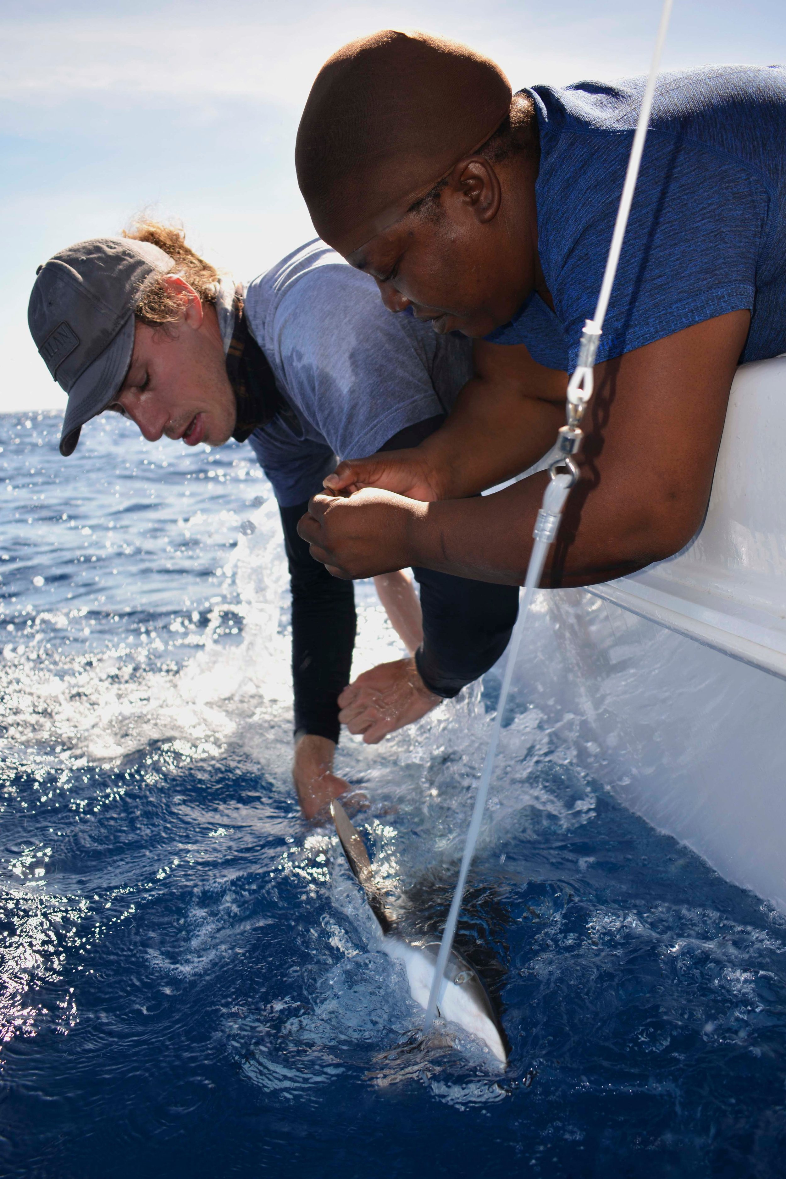Phil Matich - Shark Research - Hammerhead - Saving the Blue - Shark - Shark Course - Online Learning - Marine Biology - Shark Tagging - Shark Tag - Lecture - Presentation - Great White - Sharks