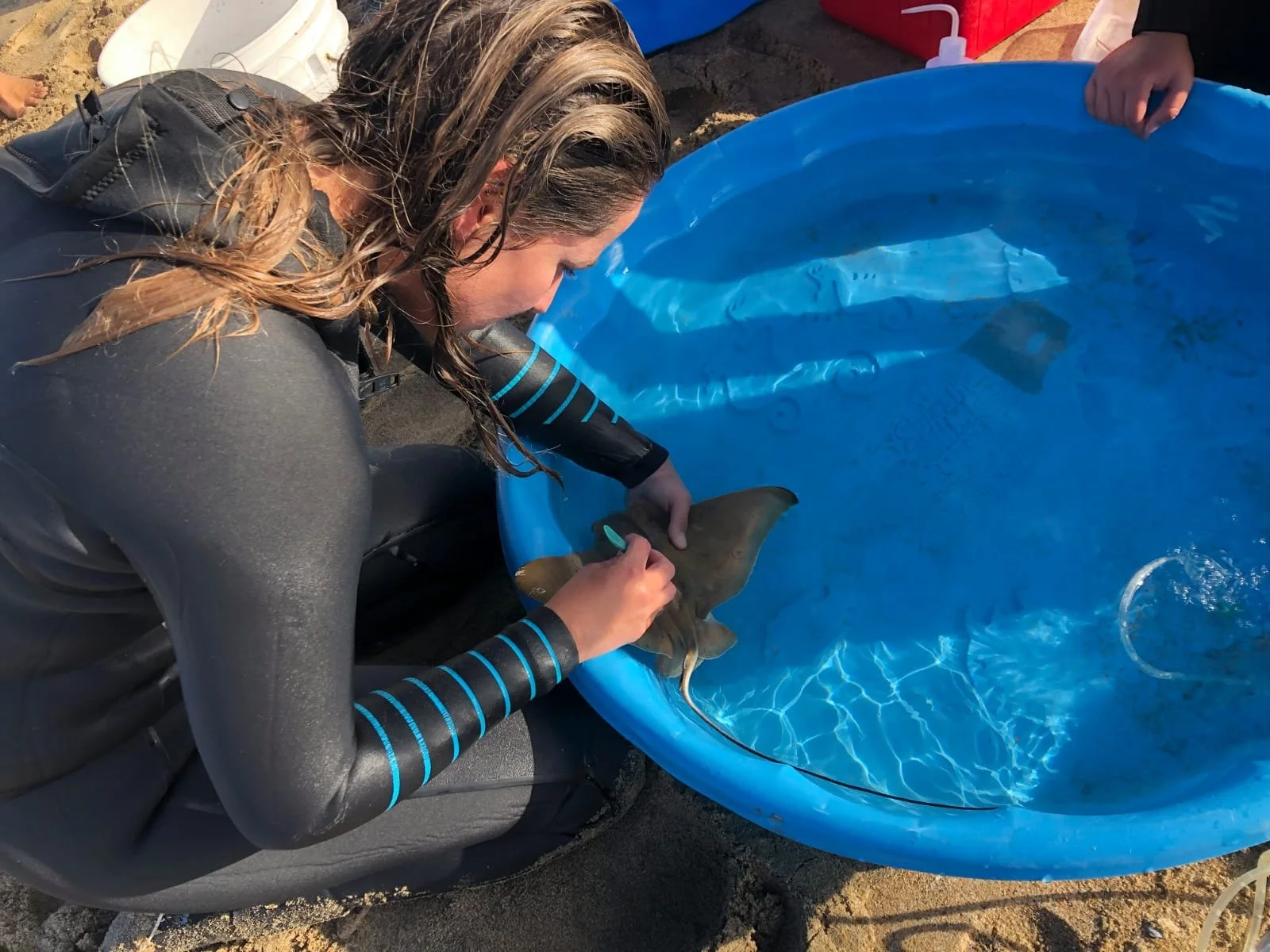 Emily Spurgeon - Shark Research - Hammerhead - Saving the Blue - Shark - Shark Course - Online Learning - Marine Biology - Shark Tagging - Shark Tag - Lecture - Presentation - Great White - Sharks