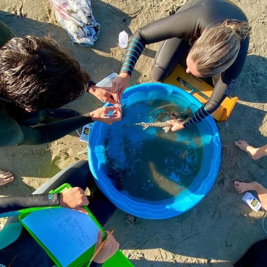 Emily Spurgeon - Shark Research - Hammerhead - Saving the Blue - Shark - Shark Course - Online Learning - Marine Biology - Shark Tagging - Shark Tag - Lecture - Presentation - Great White - Sharks