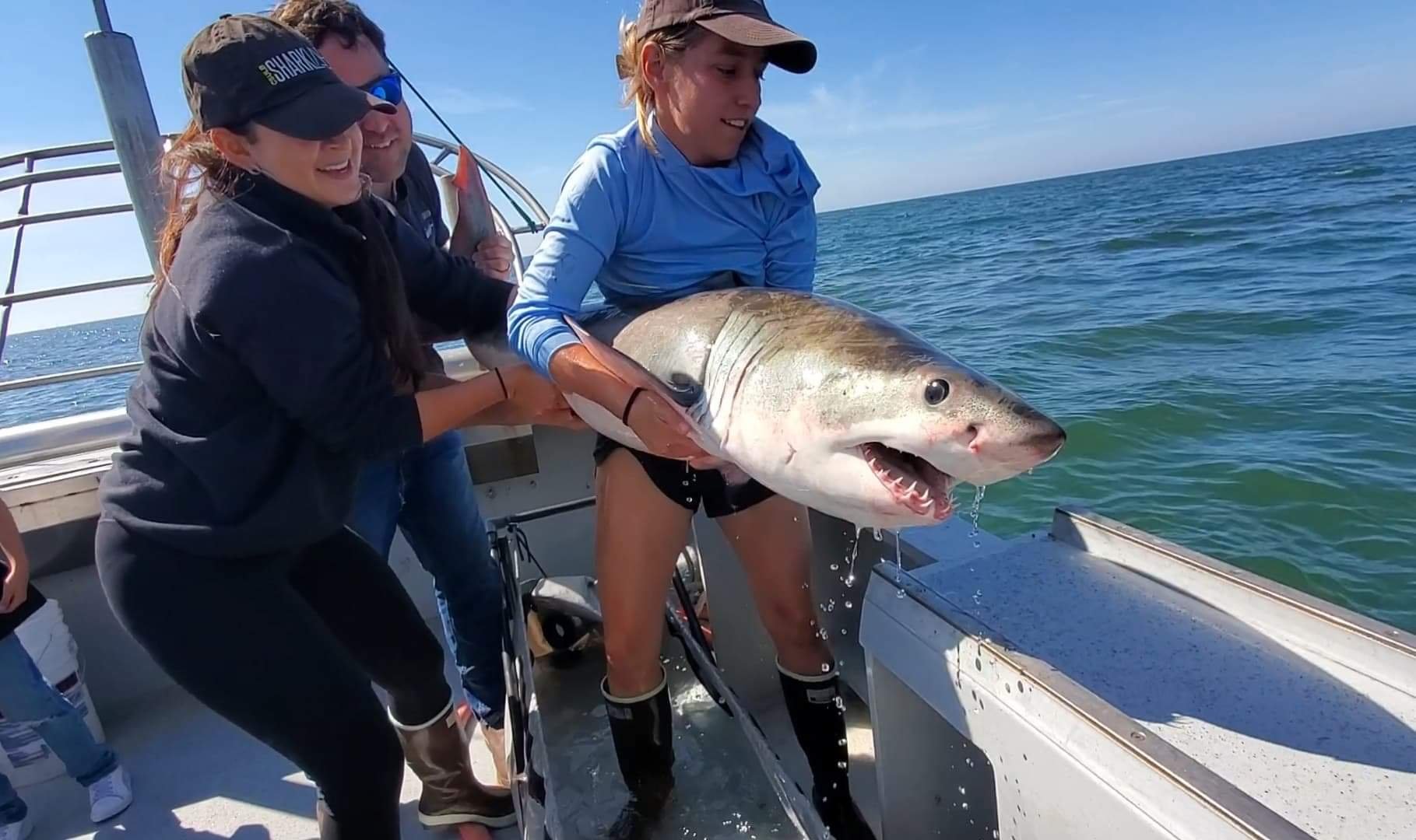 Emily Spurgeon - Shark Research - Hammerhead - Saving the Blue - Shark - Shark Course - Online Learning - Marine Biology - Shark Tagging - Shark Tag - Lecture - Presentation - Great White - Sharks