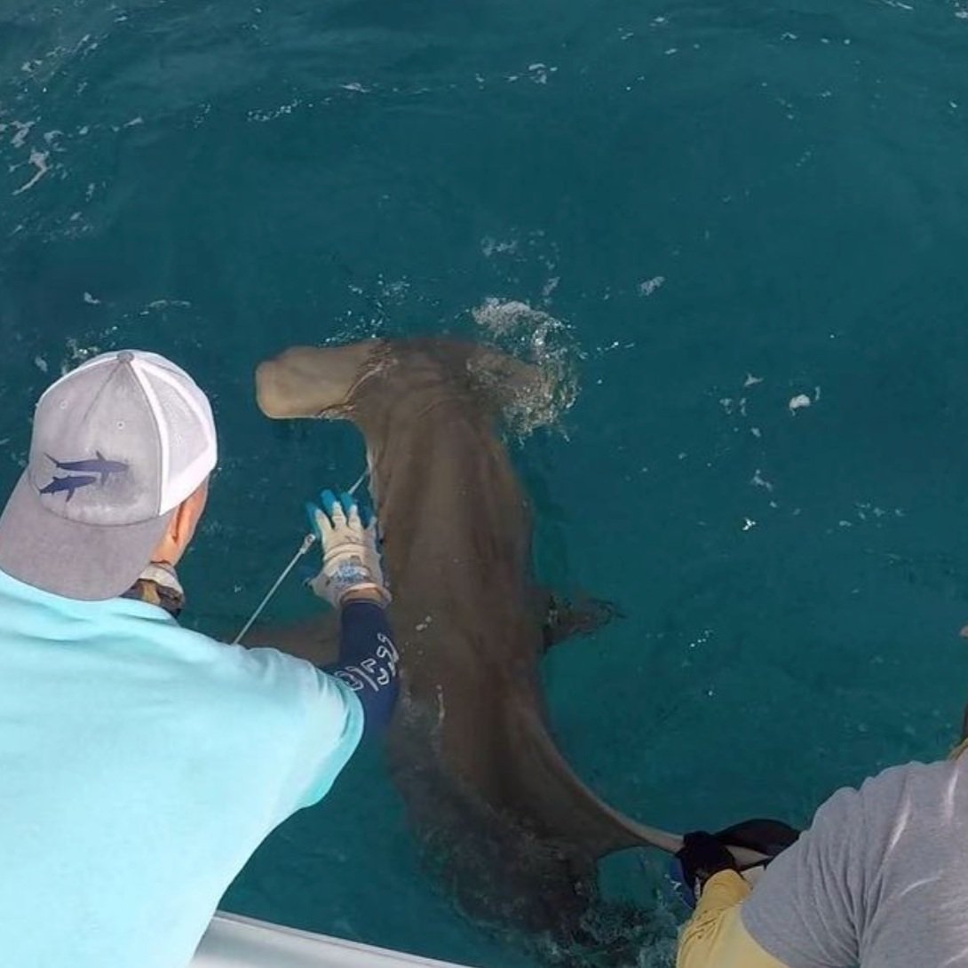 Phil Matich - Shark Research - Hammerhead - Saving the Blue - Shark - Shark Course - Online Learning - Marine Biology - Shark Tagging - Shark Tag - Lecture - Presentation - Great White - Sharks