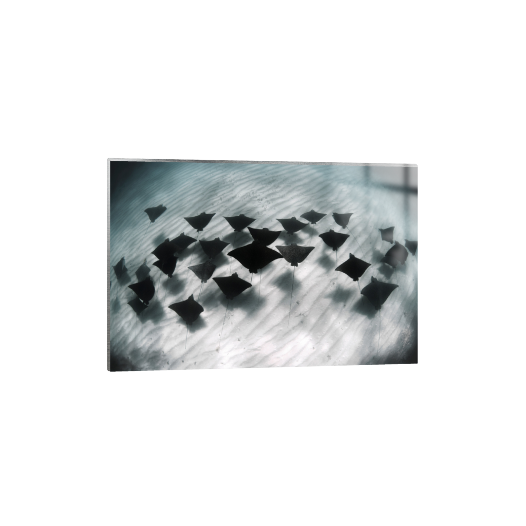 ptq_13_3_0_0_5686_3791_0_false_ffffff_0_0_.png