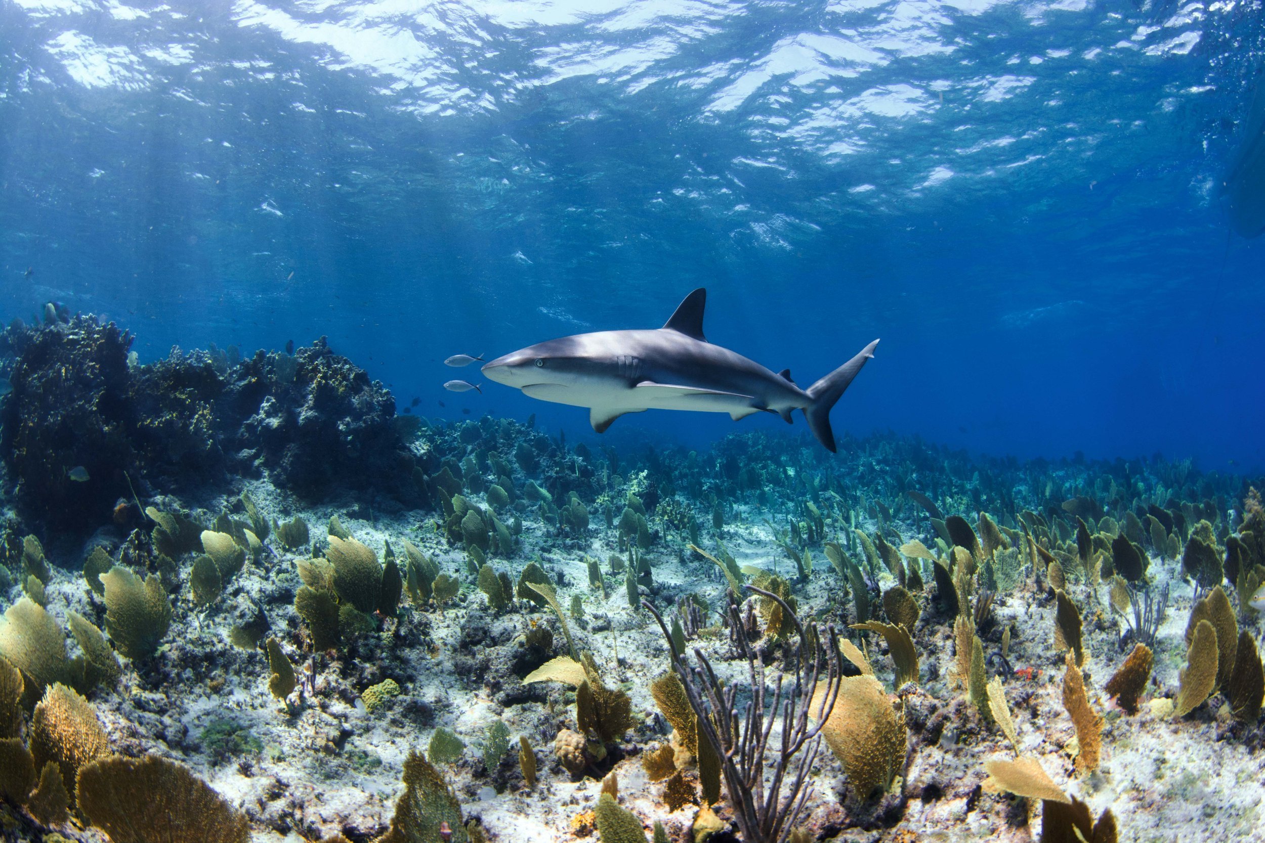 Copyright+Annie+Guttridge+-+Saving+the+Blue+-+Shark+Adoption+-+Adopt+a+Shark+-+Name+a+Shark+-+Caribbean+Reef+Shark.jpeg