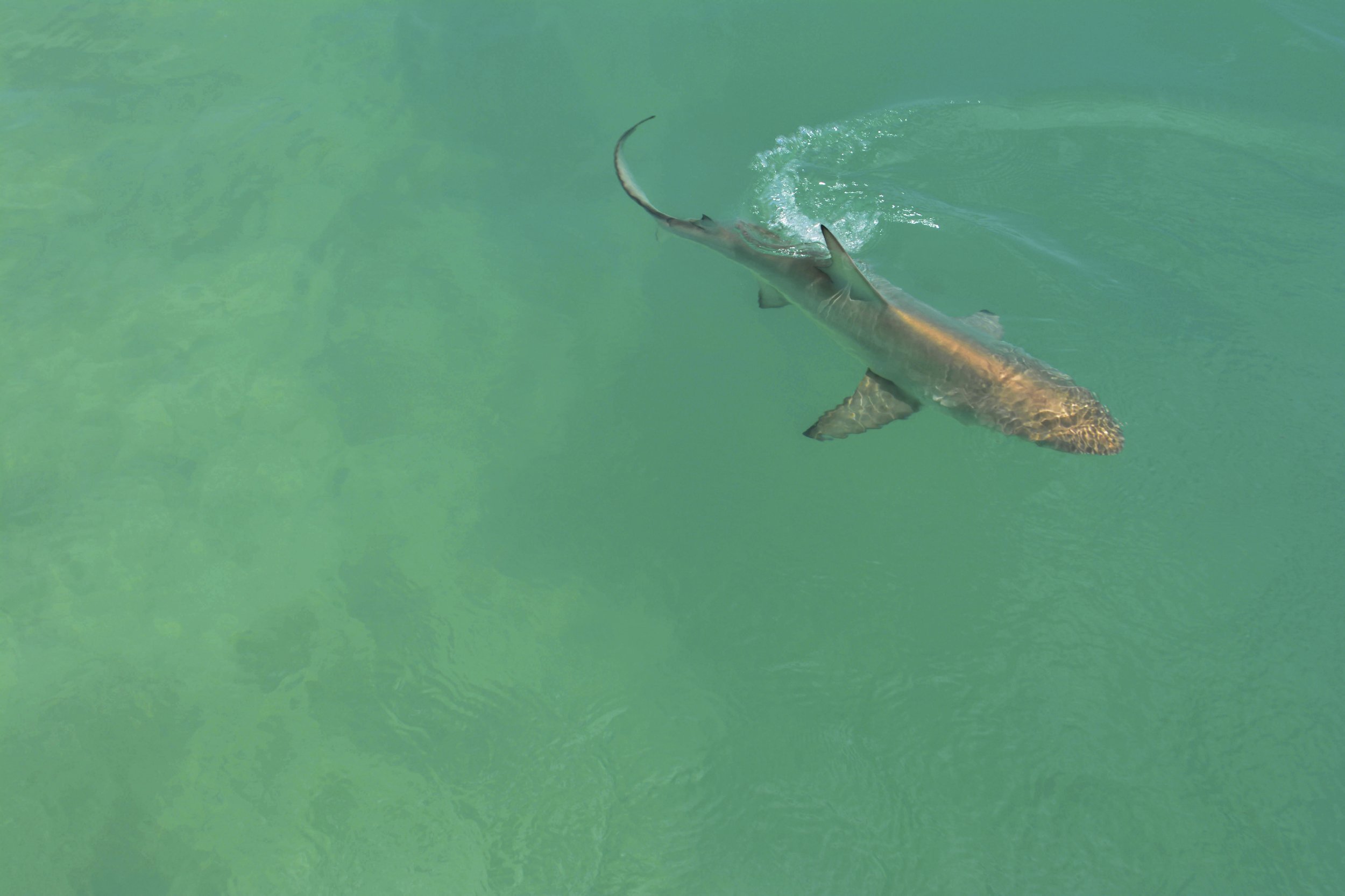 Copyright+Annie+Guttridge+-+Saving+the+Blue+-+Shark+Adoption+-+Adopt+a+Shark+-+Name+a+Shark+-+Blacktip+.jpeg