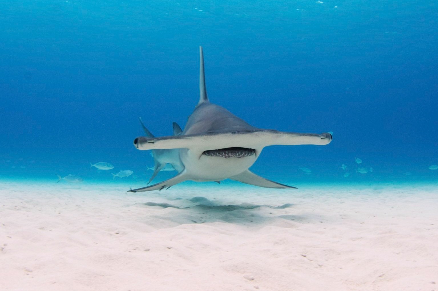 Copyright+Annie+Guttridge+-+Saving+the+Blue+-+Shark+Adoption+-+Adopt+a+Shark+-+Name+a+Shark+-+Great+Hammerhead.jpeg