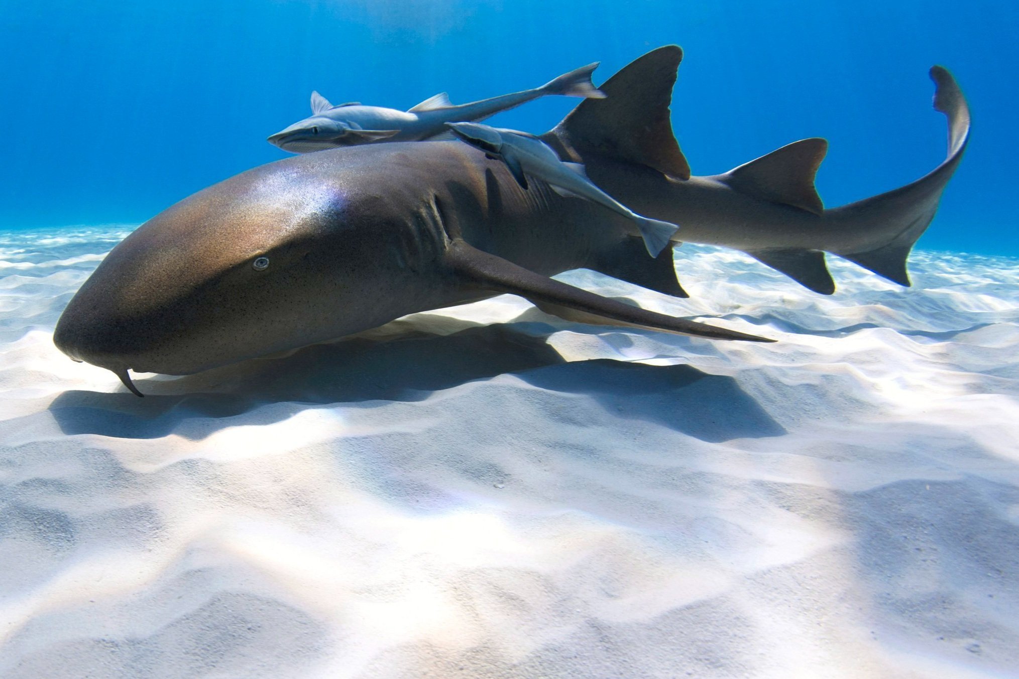 Copyright+Annie+Guttridge+-+Saving+the+Blue+-+Shark+Adoption+-+Adopt+a+Shark+-+Name+a+Shark+-+Nurse+Sharks.jpeg