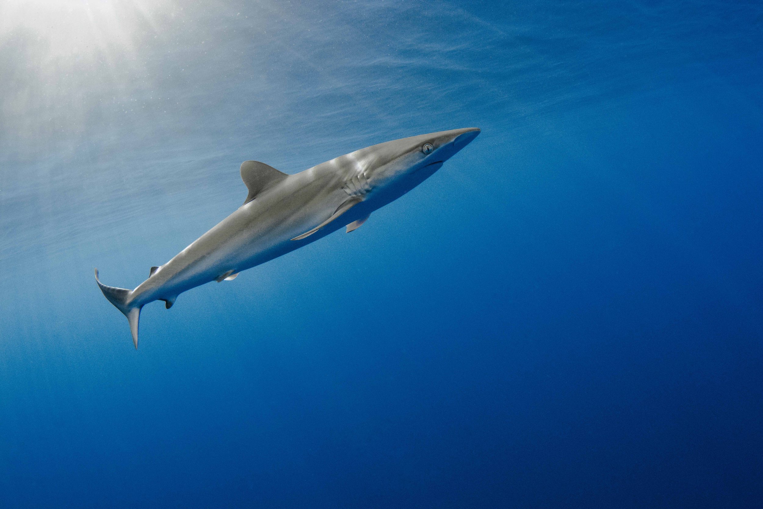 Copyright+Annie+Guttridge+-+Saving+the+Blue+-+Shark+Adoption+-+Adopt+a+Shark+-+Name+a+Shark+-+Silky+Shark.jpeg
