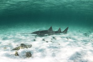 Copyright+Annie+Guttridge+-+Saving+the+Blue+-+Shark+Adoption+-+Adopt+a+Shark+-+Name+a+Shark+-+Smalltoooth+Sawfish+-+sawfish.jpeg