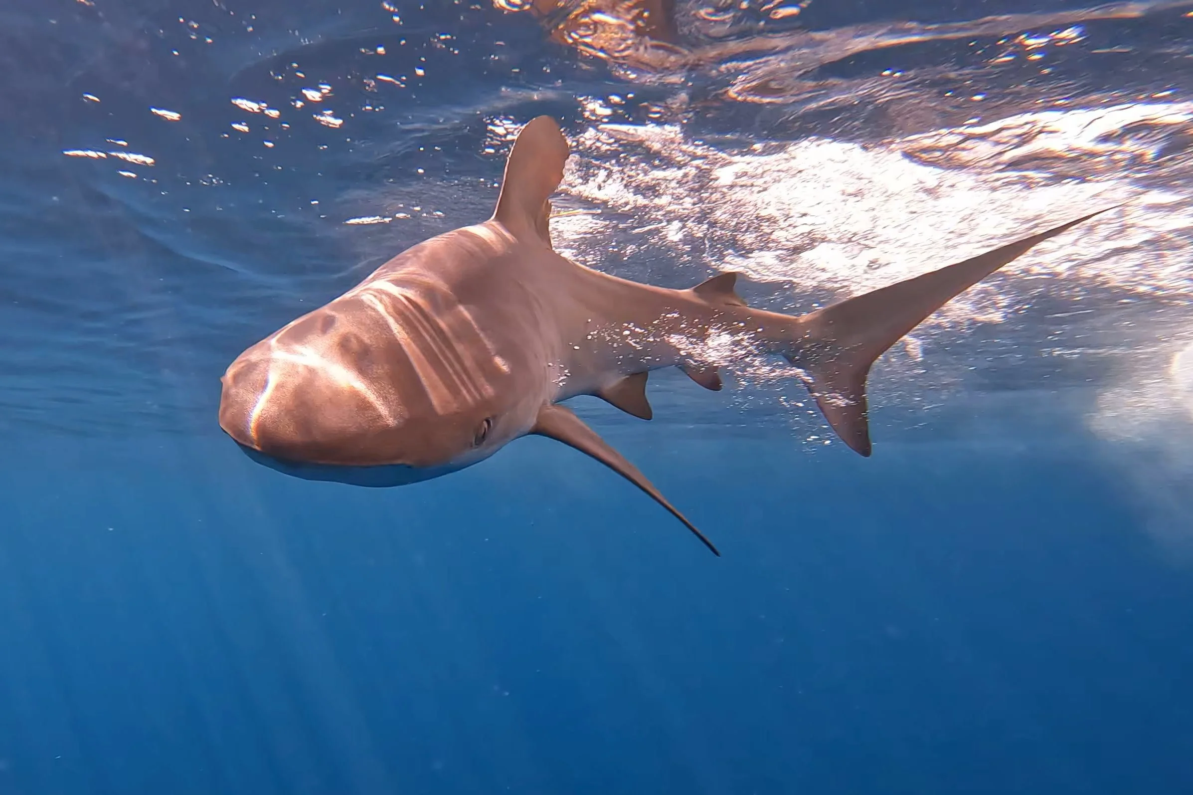 GPTempDownload 3.JPG