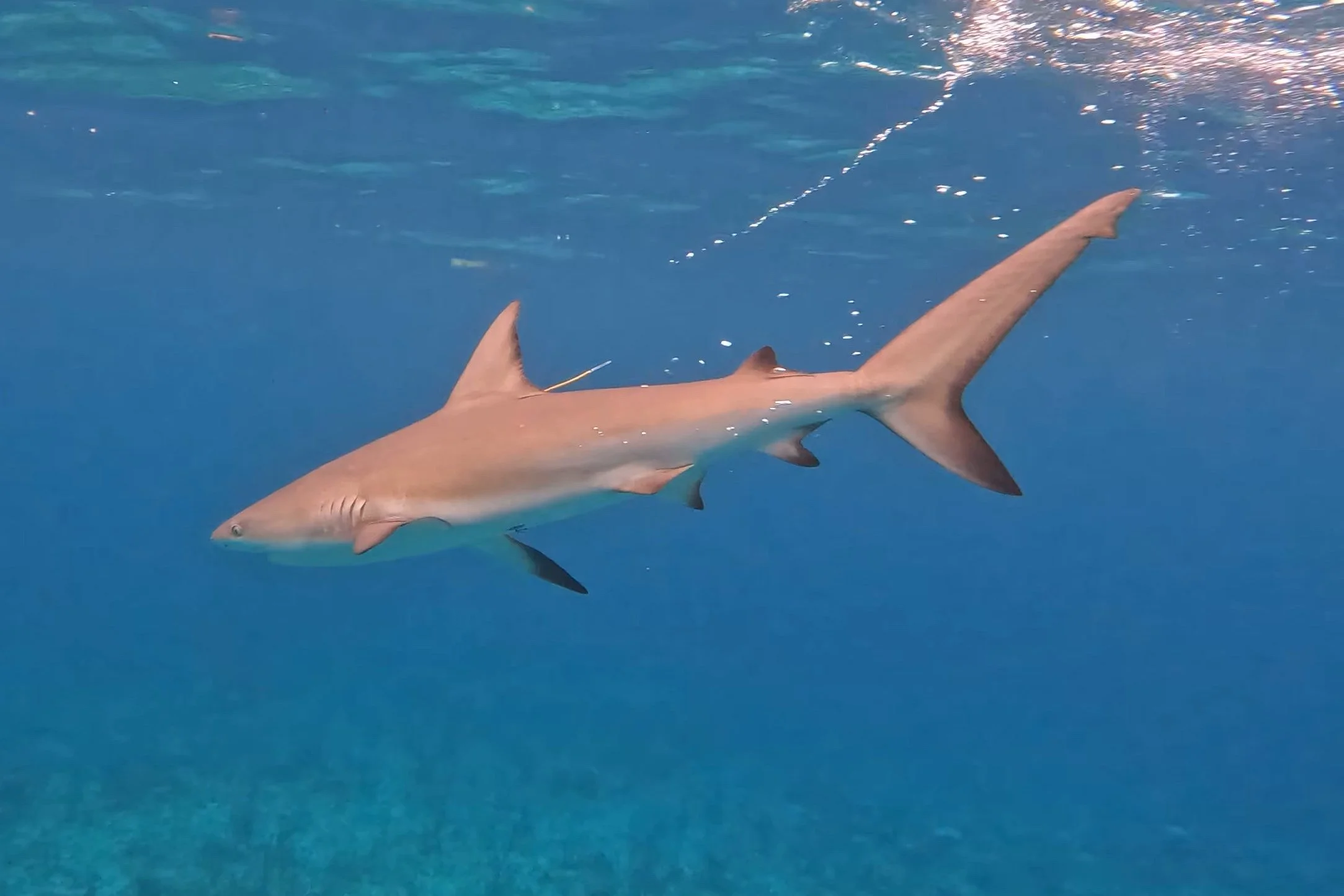 GPTempDownload 3.JPG