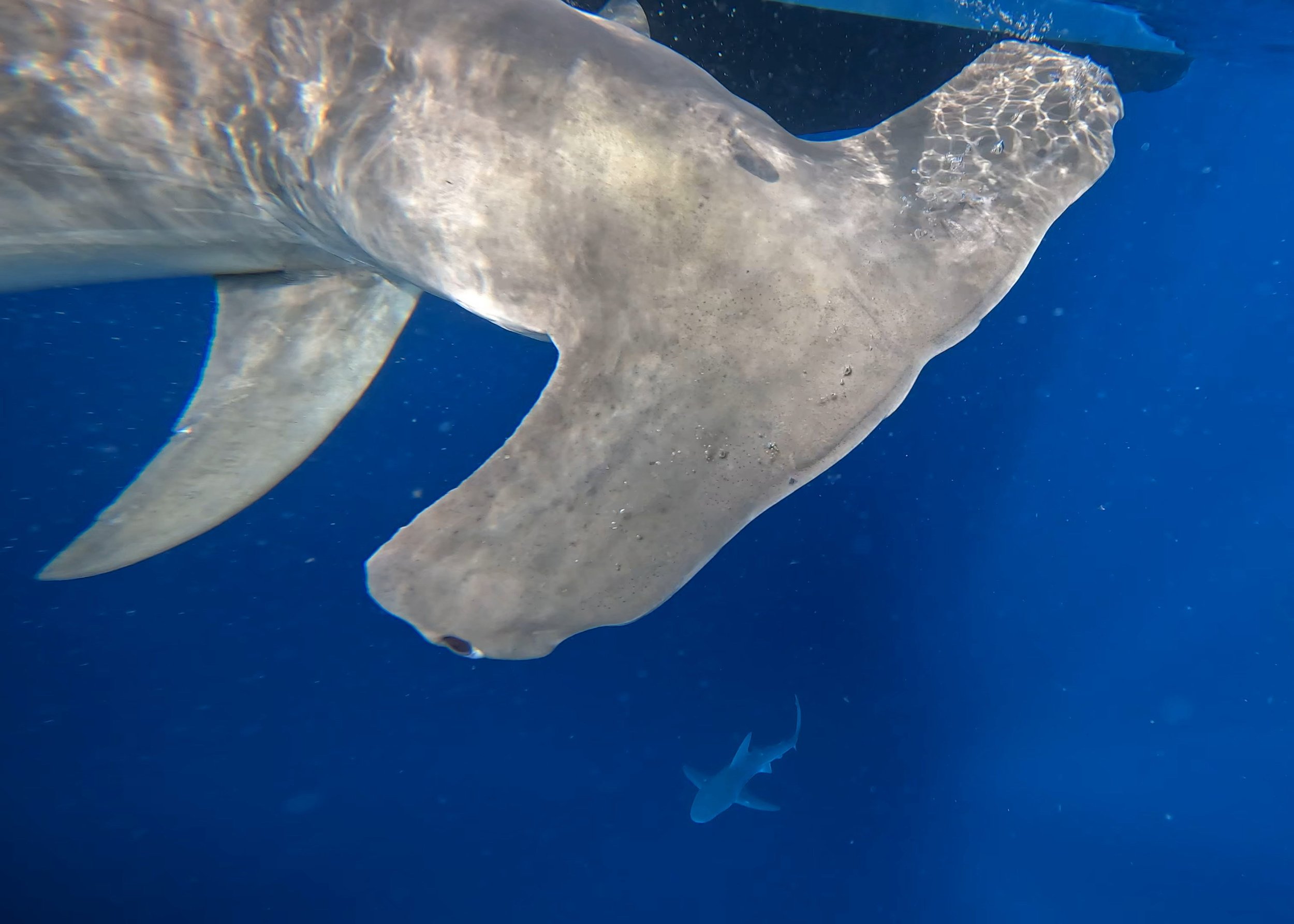 GPTempDownload 3.JPG