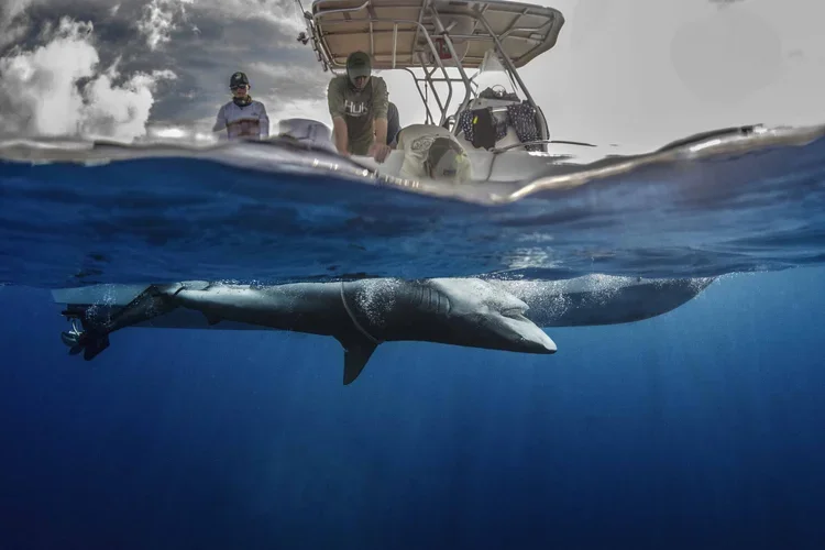 Saving+the+Blue+-+501+c+3+-+Non+profit+-+Nonprofit+-+Not+for+Profit+-+BRUV+-+Sharks+-+Shark+-+Hammerhead+-+The+Bahamas+-+Andros+-+Minority+-+Marine+Biology+-+Shark+Research+-+Equality+-+Sponsorship.webp