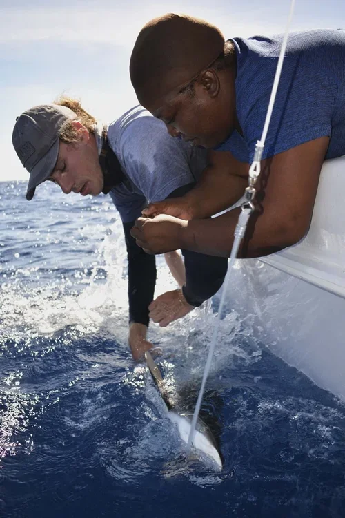 Saving+the+Blue+-+501+c+3+-+Non+profit+-+Nonprofit+-+Not+for+Profit+-+BRUV+-+Sharks+-+Shark+-+Hammerhead+-+The+Bahamas+-+Andros+-+Minority+-+Marine+Biology+-+Shark+Research+-+Equality+-+Sponsorship (2).webp