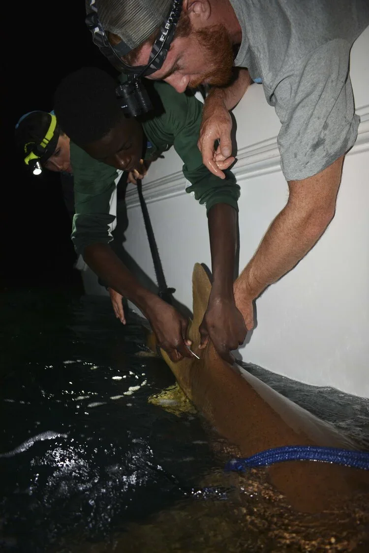 Saving+the+Blue+-+501+c+3+-+Non+profit+-+Nonprofit+-+Not+for+Profit+-+BRUV+-+Sharks+-+Shark+-+Hammerhead+-+The+Bahamas+-+Andros+-+Minority+-+Marine+Biology+-+Shark+Research+-+Equality+-+Sponsorship (3).webp