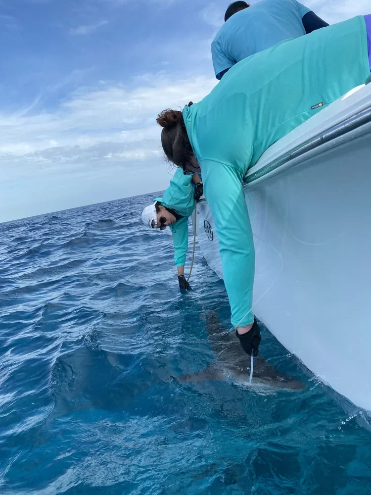 Saving+the+Blue+-+501+c+3+-+Non+profit+-+Nonprofit+-+Not+for+Profit+-+BRUV+-+Sharks+-+Shark+-+Hammerhead+-+The+Bahamas+-+Andros+-+Minority+-+Marine+Biology+-+Shark+Research+-+Equality+-+Sponsorship (1).webp