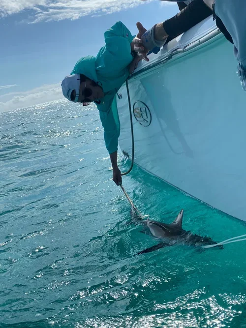 Saving+the+Blue+-+501+c+3+-+Non+profit+-+Nonprofit+-+Not+for+Profit+-+BRUV+-+Sharks+-+Shark+-+Hammerhead+-+The+Bahamas+-+Andros+-+Minority+-+Marine+Biology+-+Shark+Research+-+Equality+-+Sponsorship (3).webp