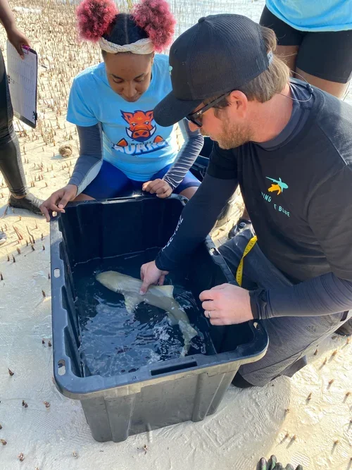 Saving+the+Blue+-+501+c+3+-+Non+profit+-+Nonprofit+-+Not+for+Profit+-+BRUV+-+Sharks+-+Shark+-+Hammerhead+-+The+Bahamas+-+Andros+-+Minority+-+Marine+Biology+-+Shark+Research+-+Equality+-+Sponsorship+-+BAMSI (3).webp