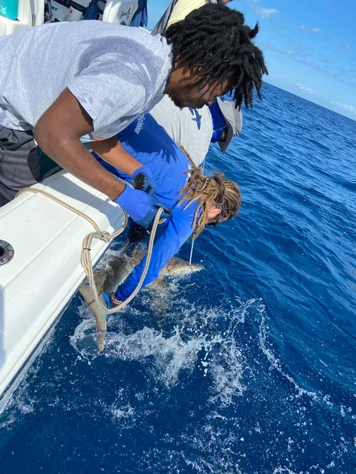 Saving+the+Blue+-+501+c+3+-+Non+profit+-+Nonprofit+-+Not+for+Profit+-+BRUV+-+Sharks+-+Shark+-+Hammerhead+-+The+Bahamas+-+Andros+-+Minority+-+Marine+Biology+-+Shark+Research+-+Equality+-+Sponsorship (2).webp