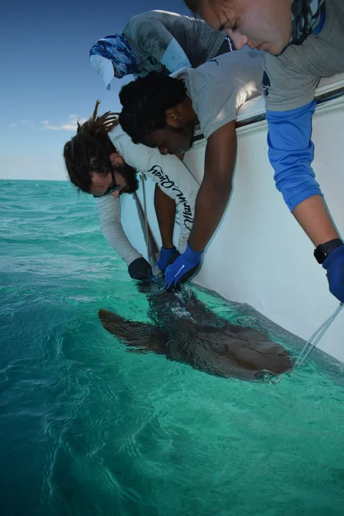 Saving+the+Blue+-+501+c+3+-+Non+profit+-+Nonprofit+-+Not+for+Profit+-+BRUV+-+Sharks+-+Shark+-+Hammerhead+-+The+Bahamas+-+Andros+-+Minority+-+Marine+Biology+-+Shark+Research+-+Equality+-+Sponsorship (3).webp