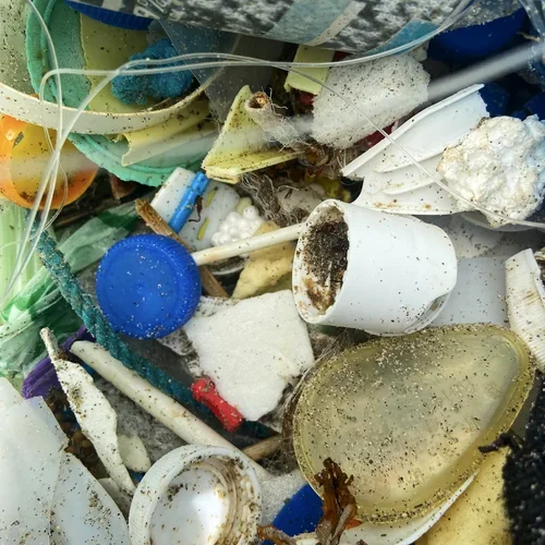 Saving+the+Blue+-+501+c+3+-+Non+profit+-+Nonprofit+-+Not+for+Profit+-+Beach+Clean+-+Clean+up+-+Trash+-+Sharks+-+Shark+-+Green+Living+-+Florida+-+USA+-+Environment++-+Marine+Biology+-+Marine+Bio+-+Micro+Plastics+-+Plastic+Pollution+-+Na (4).webp