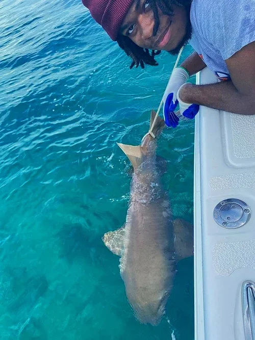 Saving+the+Blue+-+501+c+3+-+Non+profit+-+Nonprofit+-+Not+for+Profit+-+BRUV+-+Sharks+-+Shark+-+The+Bahamas+-+Andros+-+Marine+Biology+-+Shark+Research+-+Equality+-+Sponsorship+-+BAMSI+-+The+Bahamas+Agriculture+and+Marine+Science (1).webp