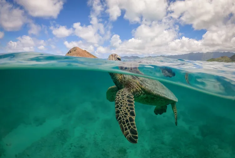 Ben+Cammarata+-+Saving+the+Blue+-+Shane+Gross+-+Sponsorship+-+Photographer+-+Photography+-+Photojournalism+-+Minority+Group+-+Wildlife+-+Nature+-+Opportunity+-+Nonprofit+-+501c3+-+Donate.webp