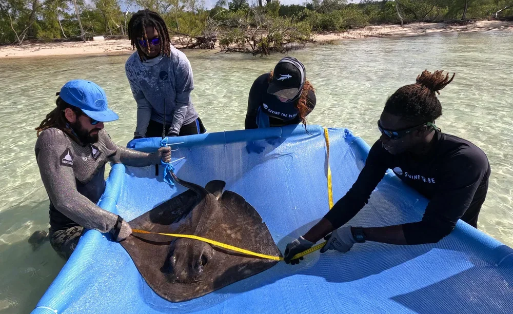 Saving+the+Blue+-+501+c+3+-+Non+profit+-+Nonprofit+-+Not+for+Profit+-+BRUV+-+Sharks+-+Shark+-+The+Bahamas+-+Andros+-+Marine+Biology+-+Shark+Research+-+Equality+-+Sponsorship+-+BAMSI+-+The+Bahamas+Agriculture+and+Marine+Science (1).webp