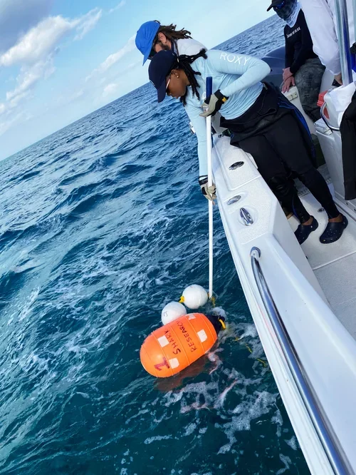 Saving+the+Blue+-+501+c+3+-+Non+profit+-+Nonprofit+-+Not+for+Profit+-+BRUV+-+Sharks+-+Shark+-+The+Bahamas+-+Andros+-+Marine+Biology+-+Shark+Research+-+Equality+-+Sponsorship+-+BAMSI+-+The+Bahamas+Agriculture+and+Marine+Science.webp