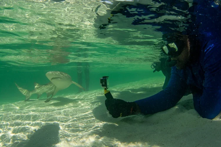 Saving+the+Blue+-+501+c+3+-+Non+profit+-+Nonprofit+-+Not+for+Profit+-+BRUV+-+Sharks+-+Shark+-+The+Bahamas+-+Andros+-+Marine+Biology+-+Shark+Research+-+Equality+-+Sponsorship+-+BAMSI+-+The+Bahamas+Agriculture+and+Marine+Science (2).webp