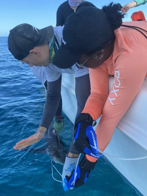 Saving+the+Blue+-+501+c+3+-+Non+profit+-+Nonprofit+-+Not+for+Profit+-+BRUV+-+Sharks+-+Shark+-+The+Bahamas+-+Andros+-+Marine+Biology+-+Shark+Research+-+Equality+-+Sponsorship+-+BAMSI+-+The+Bahamas+Agriculture+and+Marine+Science (1).webp
